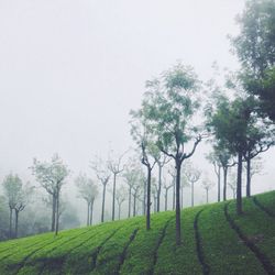 Scenic view of grassy field against sky