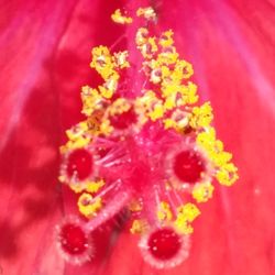 Close-up of pink flower