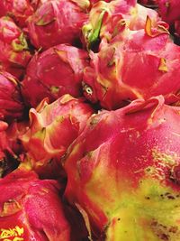 Close-up of red flower