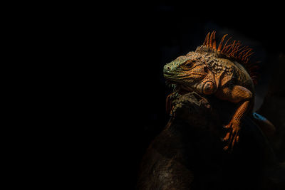 Low angle view of statue against black background