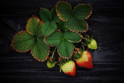 Close-up of fruits growing on plant