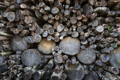 Full frame shot of logs in forest