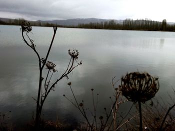 Close-up of plants in water