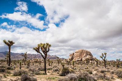 Landscape with stone formations and joshua trees beneath blue sky