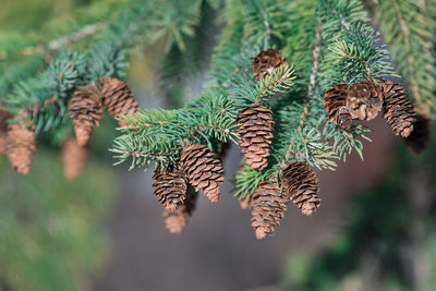 Close-up of pine tree branch