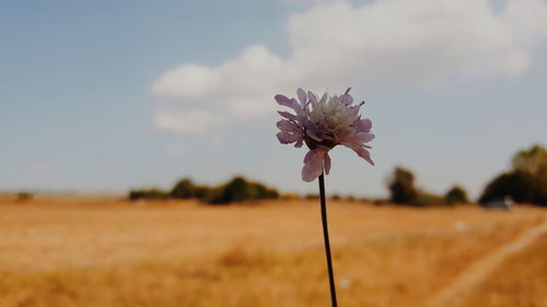 Close-up of flowering plant on field against sky