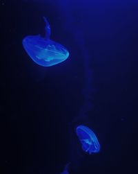 Jellyfish swimming in sea