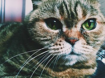 Close-up portrait of cat