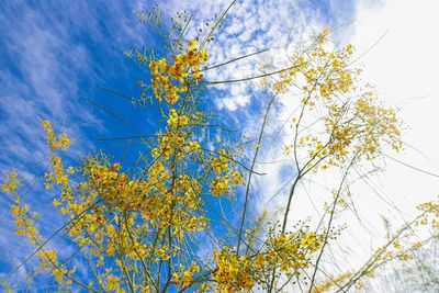 Low angle view of yellow tree against blue sky