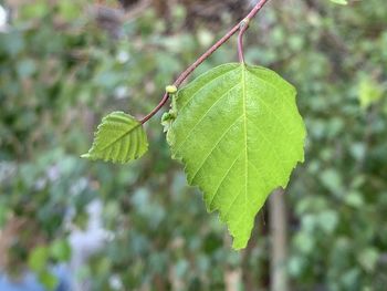 Close-up of green leaves