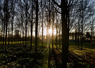 Trees in forest during sunset