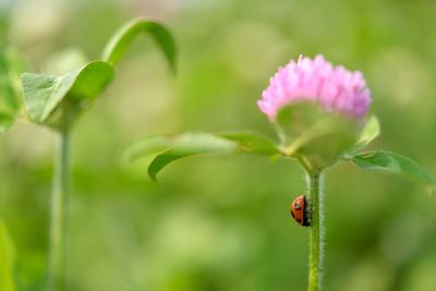 Close-up of ladybug on flower