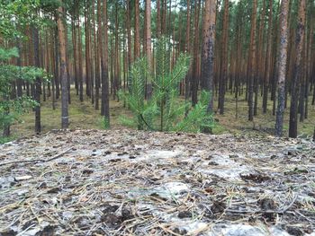 Trees in forest