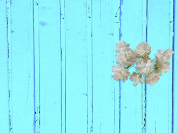 Close-up of blue flowering plant