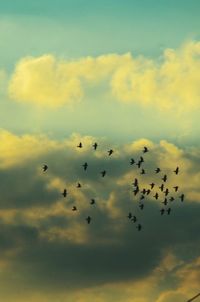 Low angle view of birds flying in sky