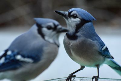 Close-up of two birds perching