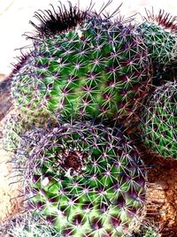 Close-up of cactus plant