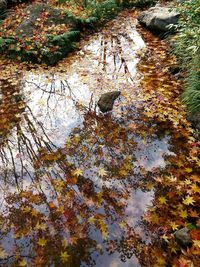 High angle view of bird perching on tree by lake