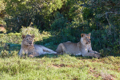 Two lions lying in the shade after their zebra meal