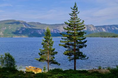 A duo o pines and a yellow boat at the edge of lake nisser 