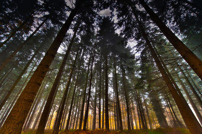 Low angle view of trees