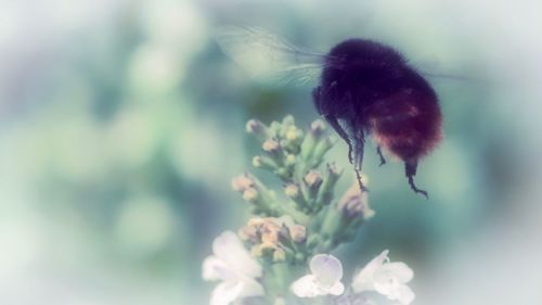 Close-up of bee on flower