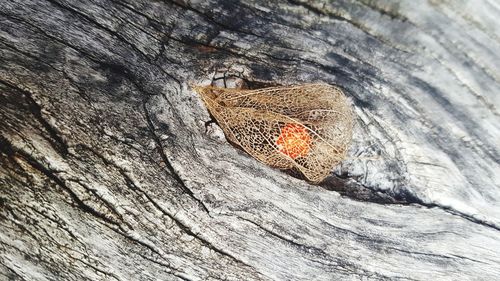 Close-up of lizard on tree trunk