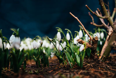 Close-up of flowering plants