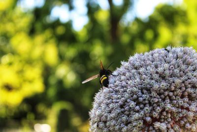 Close-up of butterfly pollinating on flower