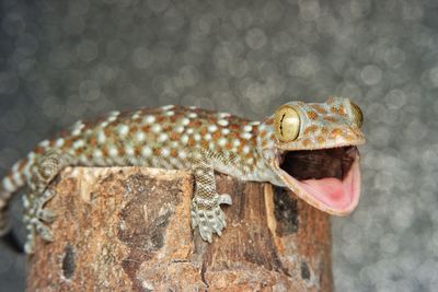 Close-up of lizard