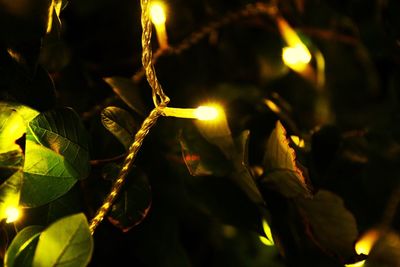 Close-up of illuminated lights at night