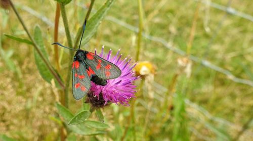 Close-up of butterfly pollinating on flower
