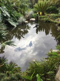 Reflection of palm trees in lake against sky