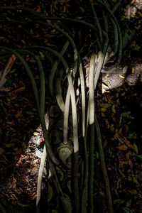 High angle view of trees growing in field