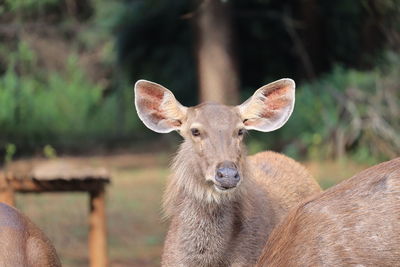 Portrait of deer