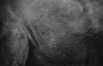 Close-up of elephant