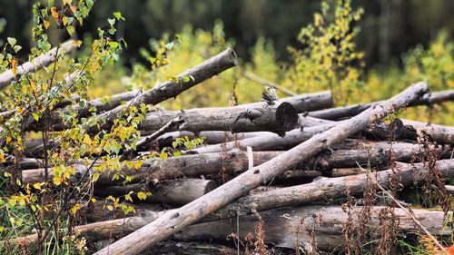 Logs in forest