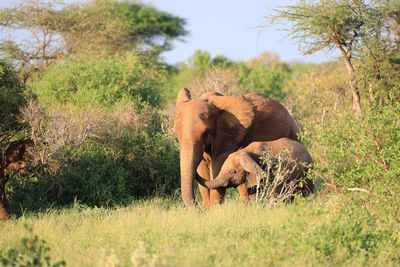 Elephant in a field