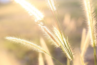 Close-up of reed growing in field