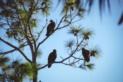 Low angle view of bird perching on tree against sky