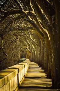 View of illuminated trees