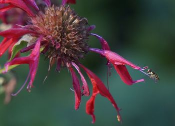 Close-up of pink flower blooming