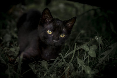 Close-up portrait of black cat