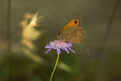 Close-up of butterfly pollinating on purple flower