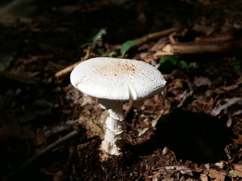 Close-up of mushroom growing on field