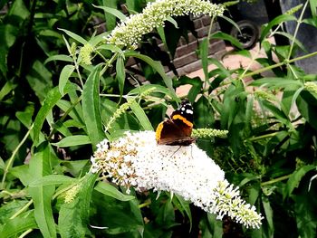 Close-up of bee pollinating on flower