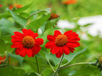 Close-up of red flowers blooming outdoors