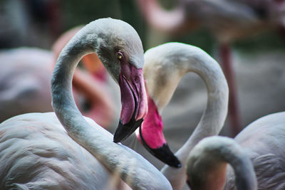 Close-up of birds