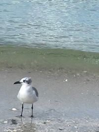 Seagull perching on a sea