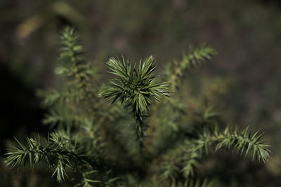 Close-up plant